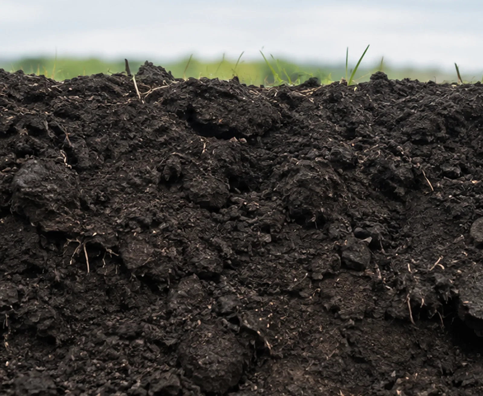 Blackland soil, known locally as Black Gumbo.