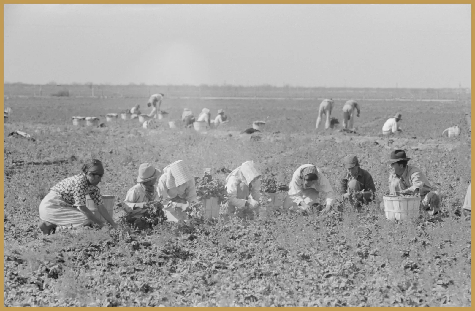 Mexican family cutting and packing spinach, La Pryor, Texas, 1939. Russell Lee, FSA. Library of Congress.